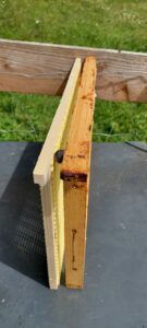 Der Durchlaufkäfig ist mit 8-9 mm schmäler als ein Rähmchen - dadurch bauen die Arbeiterinnen keinen Wildbau im Käfig! 