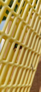 Die Königin in ihrem Ausweichquartier für die nächsten 3 Wochen!