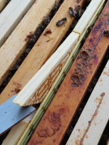 Zum Freilassen der Königin wird der Holzkeil entfernt. 